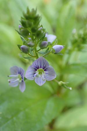 Veronica anagallis-aquatica \ Blauer Gauchheil-Ehrenpreis, Blauer Wasser-Ehrenpreis / Blue Water Speedwell, D Karlsruhe 3.10.2015