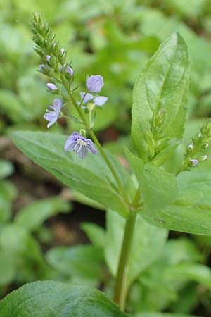 Veronica anagallis-aquatica \ Blauer Gauchheil-Ehrenpreis, Blauer Wasser-Ehrenpreis / Blue Water Speedwell, D Karlsruhe 3.10.2015