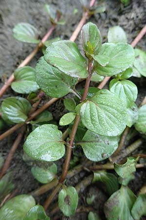 Veronica beccabunga / Brooklime, D Langenselbold 10.9.2016