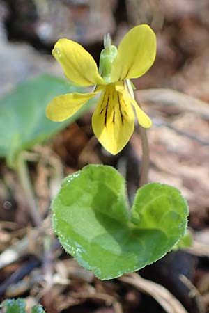 Viola biflora \ Gelbes Veilchen, D Garmisch-Partenkirchen 2.5.2019