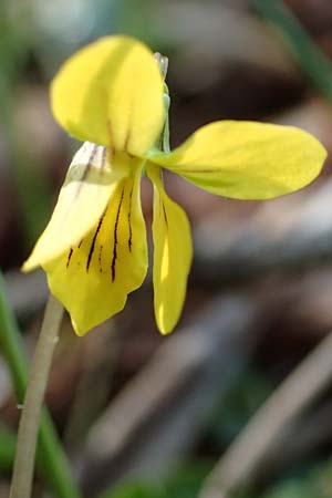 Viola biflora \ Gelbes Veilchen / Alpine Yellow Violet, D Garmisch-Partenkirchen 2.5.2019