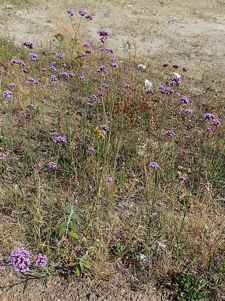 Verbena bonariensis \ Argentinisches Eisenkraut, Patagonisches Eisenkraut, D Essen 27.7.2019