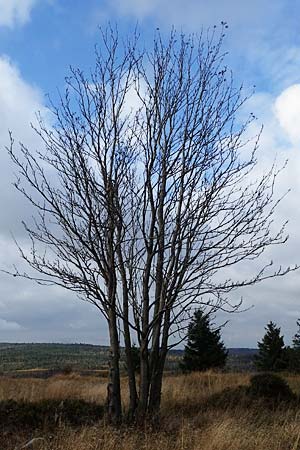 Sorbus aucuparia \ Vogelbeere, Eberesche / Rowan, D Harz, Sonnenberg 20.9.2021