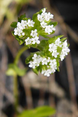 Valerianella carinata \ Gekielter Feld-Salat / Keeled-Fruited Corn Salad, D Sinsheim 15.5.2015