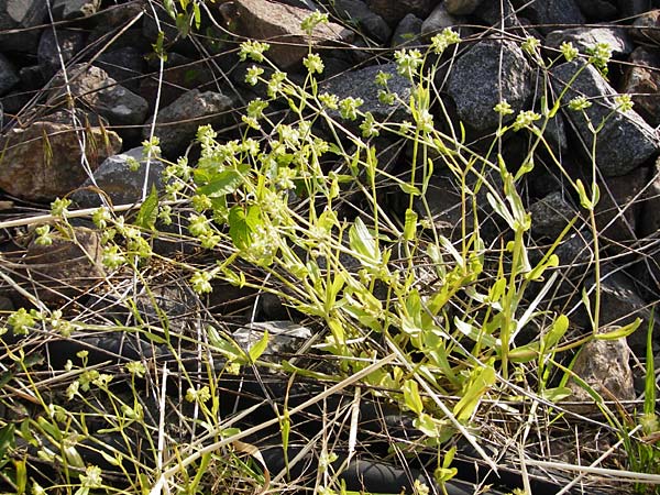 Valerianella carinata \ Gekielter Feld-Salat / Keeled-Fruited Corn Salad, D Sinsheim 15.5.2015