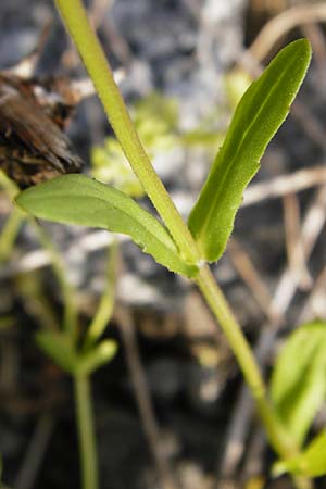 Valerianella carinata \ Gekielter Feld-Salat / Keeled-Fruited Corn Salad, D Sinsheim 15.5.2015