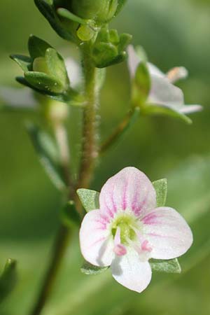 Veronica catenata \ Blasser Gauchheil-Ehrenpreis, Roter Wasser-Ehrenpreis / Pink Water Speedwell, D Groß-Gerau 15.7.2017