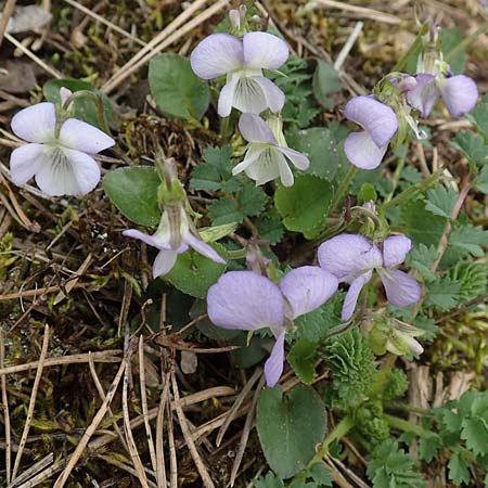 Viola rupestris \ Sand-Veilchen / Teesdale Violet, D Schwetzingen 9.4.2018