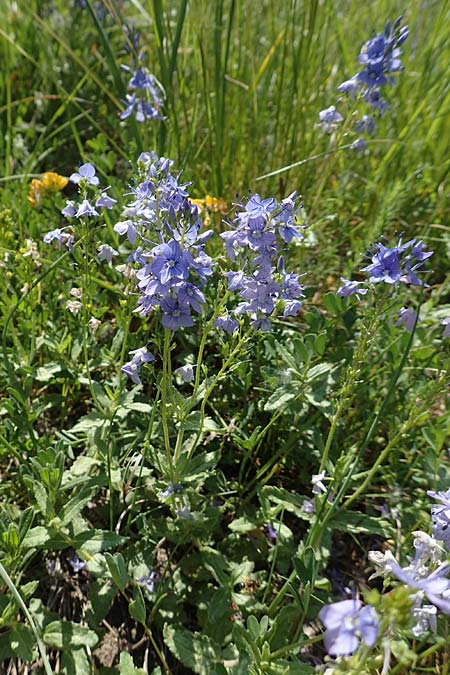 Veronica teucrium / Large Speedwell, D Ketsch 21.5.2020