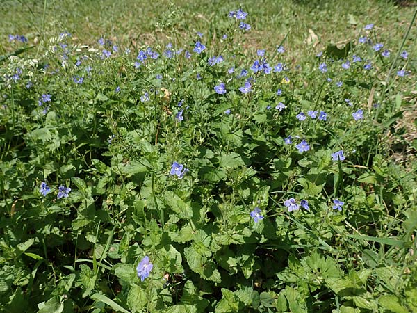 Veronica chamaedrys \ Gamander-Ehrenpreis / Germander Speedwell, D Westerwald, Hasselbach 8.6.2020