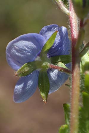 Veronica chamaedrys \ Gamander-Ehrenpreis / Germander Speedwell, D Wald-Michelbach 25.4.2021