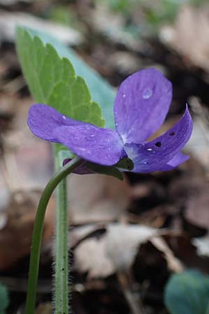 Viola collina \ Hgel-Veilchen, D Königheim 3.5.2021