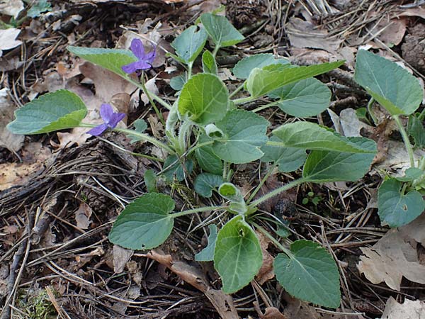 Viola collina \ Hgel-Veilchen, D Königheim 3.5.2021