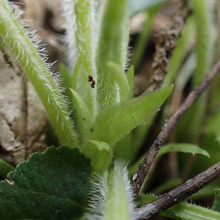 Viola collina \ Hgel-Veilchen, D Königheim 3.5.2021