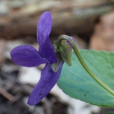 Viola collina \ Hgel-Veilchen / Hill Violet, D Königheim 3.5.2021