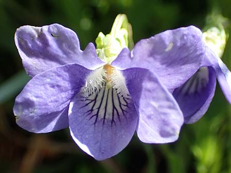 Viola canina \ Hunds-Veilchen / Dog Violet, D Mudau 23.4.2023