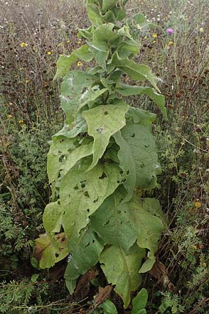 Verbascum densiflorum \ Grobltige Knigskerze / Dense-flowered Mullein, D Neuleiningen 26.8.2021