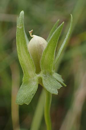 Viola tricolor subsp. curtisii \ Dnen-Stiefmtterchen, D Hohwacht 13.9.2021