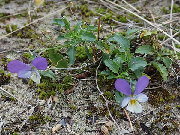 Viola tricolor subsp. curtisii \ Dnen-Stiefmtterchen, D Heiligenhafen 17.9.2021