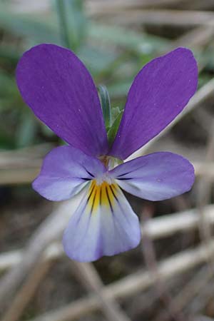 Viola tricolor subsp. curtisii \ Dnen-Stiefmtterchen / Seaside Pansy, Sand Pansy, D Heiligenhafen 17.9.2021