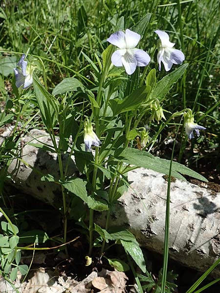 Viola elatior / Tall Violet, D Ketsch 14.5.2019