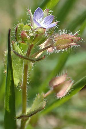 Veronica hederifolia subsp. hederifolia \ Efeublttriger Ehrenpreis / Ivy-Leaved Speedwell, D Weinheim an der Bergstraße 31.3.2020