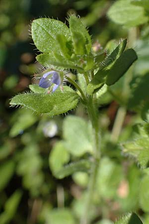 Veronica hederifolia subsp. hederifolia \ Efeublttriger Ehrenpreis / Ivy-Leaved Speedwell, D Weinheim an der Bergstraße 31.3.2020