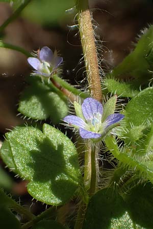 Veronica hederifolia subsp. hederifolia \ Efeublttriger Ehrenpreis / Ivy-Leaved Speedwell, D Weinheim an der Bergstraße 31.3.2020