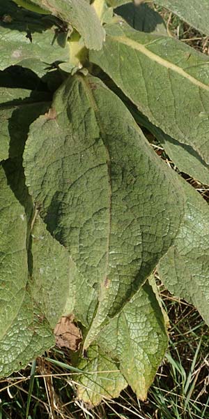 Verbascum densiflorum \ Grobltige Knigskerze / Dense-flowered Mullein, D Brandenburg, Havelaue-Gülpe 17.9.2020