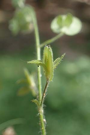 Veronica teucrium \ Groer Ehrenpreis / Large Speedwell, D Hunsrück, Börfink 26.6.2023