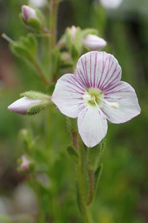 Veronica fruticulosa \ Halbstrauch-Ehrenpreis / Shrubby Speedwell, D Botan. Gar.  Universit.  Tübingen 17.6.2017