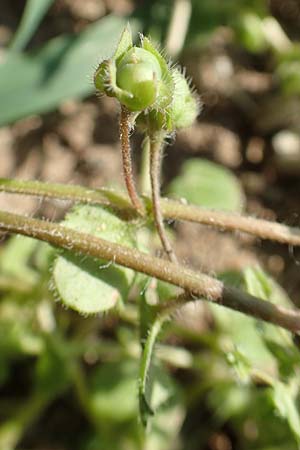 Veronica hederifolia subsp. hederifolia \ Efeublttriger Ehrenpreis / Ivy-Leaved Speedwell, D Aichtal 18.4.2018