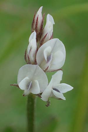 Vicia hirsuta \ Rauhaarige Wicke / Hairy Tare, D Bensheim 29.4.2022