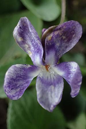 Viola hirta var. variegata \ Rauhaariges Veilchen, D Mannheim 27.3.2024