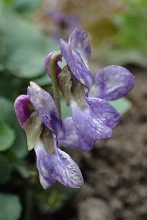 Viola hirta var. variegata \ Rauhaariges Veilchen / Hairy Violet, D Mannheim 27.3.2024