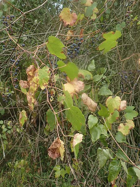 Vitis sylvestris \ Wilde Weinrebe / Grape Vine, D Mannheim Reiß-Insel 13.9.2018