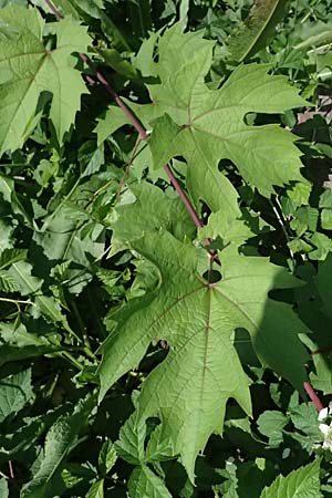 Vitis sylvestris <b>?</b>, Wilde Weinrebe