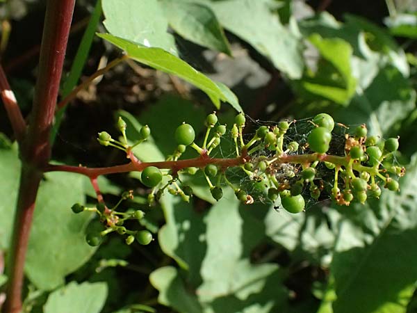 Vitis sylvestris ? \ Wilde Weinrebe / Grape Vine, D Mannheim Mühlau-Hafen 10.9.2023