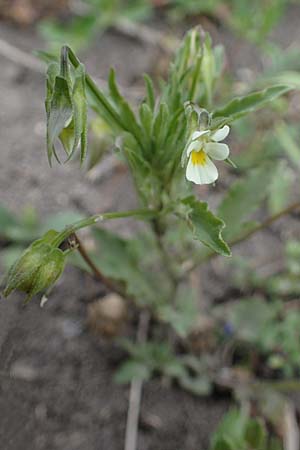 Viola kitaibeliana \ Kleines Stiefmtterchen / Dwarf Pansy, D Thüringen, Tunzenhausen 9.6.2022