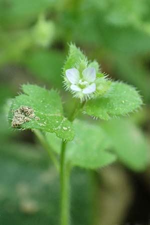 Veronica hederifolia subsp. lucorum / Ivy-Leaved Speedwell, D Weinheim an der Bergstraße 20.4.2018