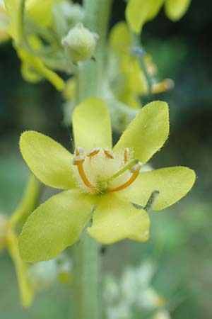 Verbascum lychnitis \ Mehlige Knigskerze, D Neu-Isenburg 22.6.2019