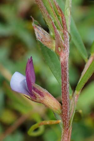 Vicia lathyroides \ Frhlings-Zwergwicke, D Hockenheim 5.4.2022