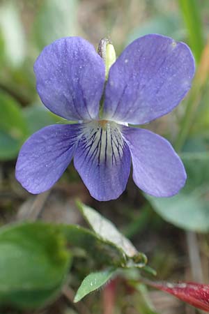 Viola riviniana \ Hain-Veilchen / Common Dog Violet, D Rödermark 13.5.2017