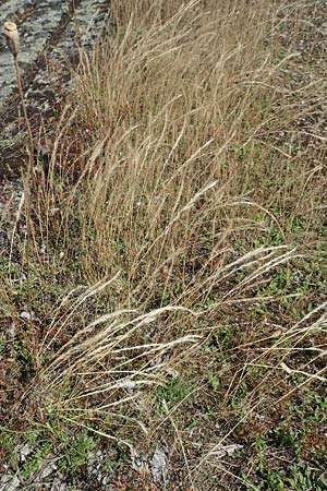 Festuca danthonii \ Bewimperter Federschwingel, Behaarter Federschwingel / Bearded Fescue, D Kehl 18.6.2019