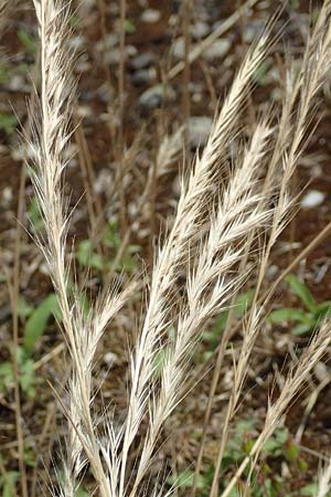 Festuca danthonii \ Bewimperter Federschwingel, Behaarter Federschwingel / Bearded Fescue, D Kehl 18.6.2019