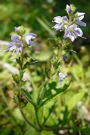 Veronica officinalis \ Echter Ehrenpreis, Wald-Ehrenpreis / Heath Speedwell, D Mannheim 4.6.2015