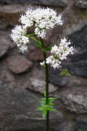 Valeriana excelsa / High Valerian, D Odenwald, Reichelsheim 16.6.2015