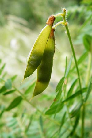 Vicia orobus \ Orber Wicke, Heide-Wicke / Wood Bitter-Vetch, Upright Vetch, D Lohr am Main 18.7.2015