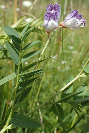 Vicia orobus \ Orber Wicke, Heide-Wicke / Wood Bitter-Vetch, Upright Vetch, D Rechtenbach 20.6.2016