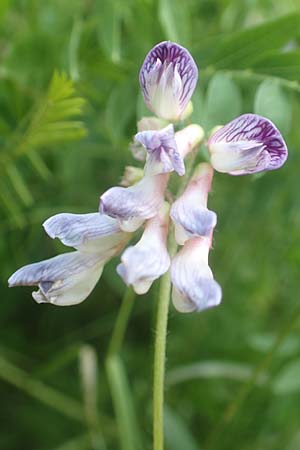 Vicia orobus \ Orber Wicke, Heide-Wicke / Wood Bitter-Vetch, Upright Vetch, D Lohr am Main 20.6.2016